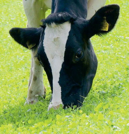 Eine zu hohe Aufnahme von jungem kleereichem Futter kann zu einer schaumigen Pansenblähung führen