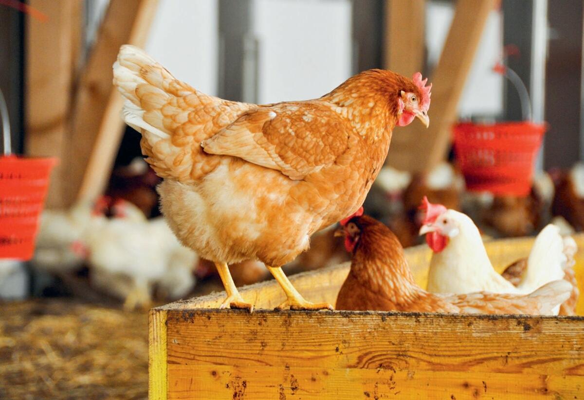 Hühnerhaltung