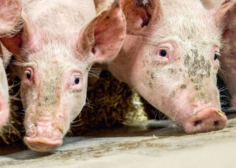 In der Schweinehaltung gibt es grosse Unterschiede betreffend Kosten und Leistungen zwischen den Betrieben.