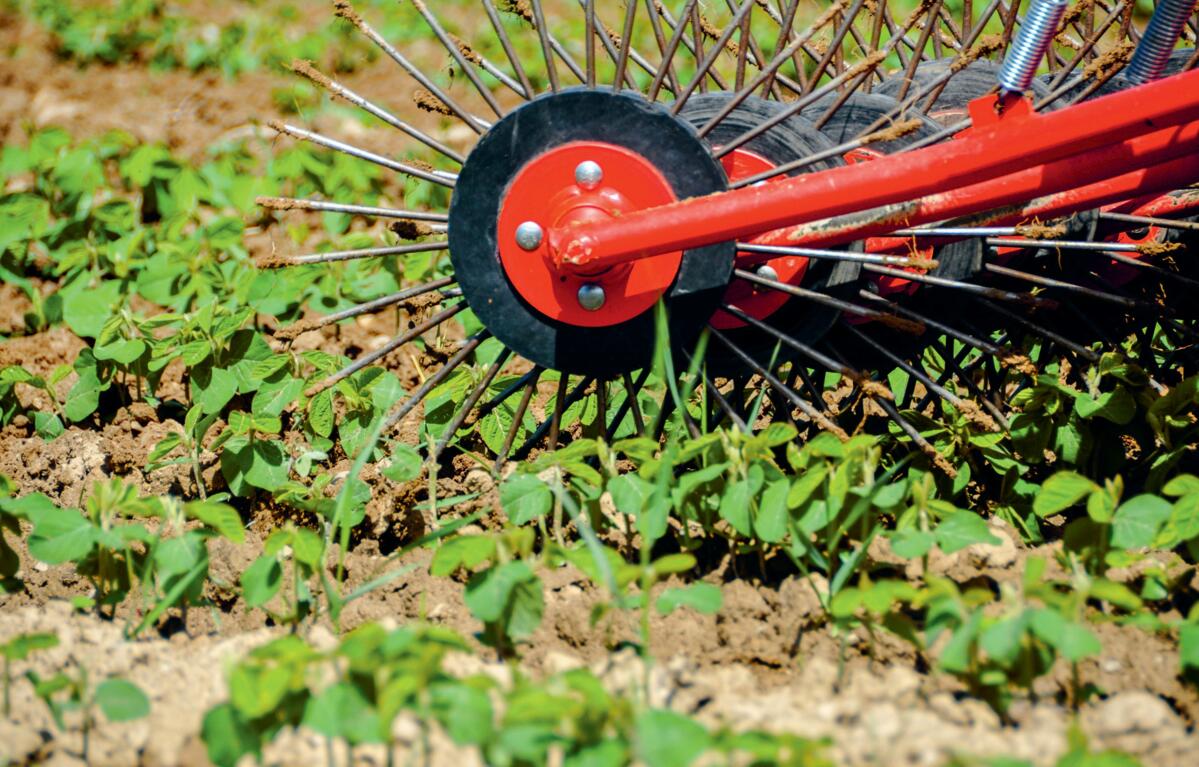 Auch beim Soja ist eine mechanische Unkrautbekämpfung in der Reihe möglich.