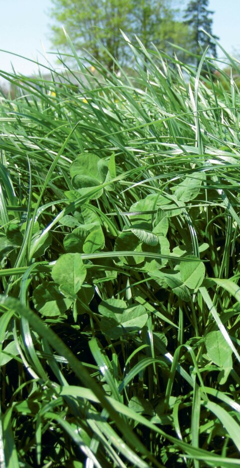 Eine stabile Kunstwiesenmischung bringt Ertragssicherheit.