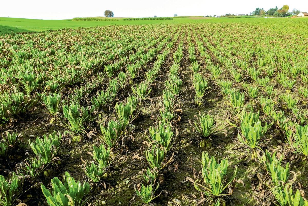 Starker Befall mit Cercospora und Wiederaustrieb im September 2017