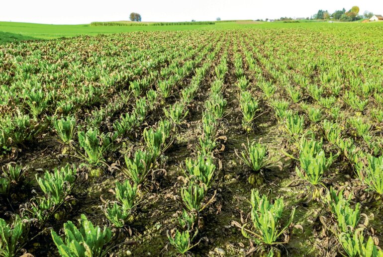 Starker Befall mit Cercospora und Wiederaustrieb im September 2017