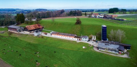 Auf dem Betrieb werden nebst 100 Muttersauen auch 150 Remonten, 250 Mastschweine und 60 Milchkühe gehalten.