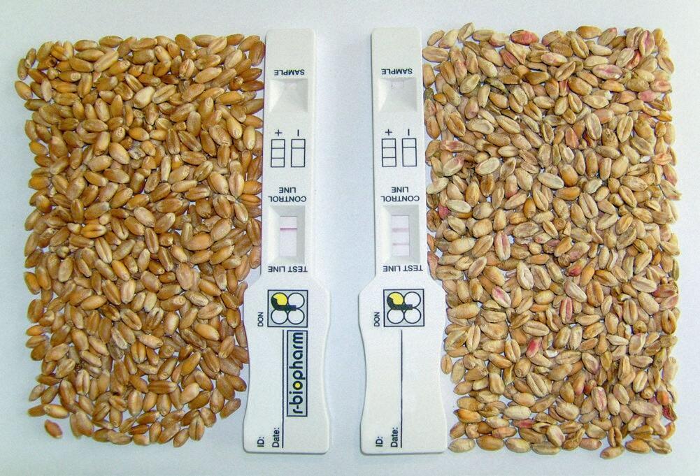 Der linke Test ist bezüglich DON-Belastung in Ordnung, der rechte zeigt zu hohe DON-Werte auf.