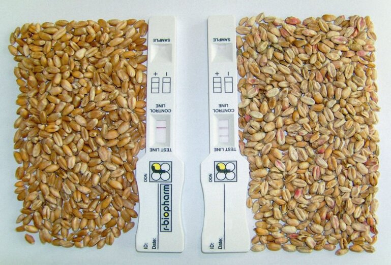 Der linke Test ist bezüglich DON-Belastung in Ordnung, der rechte zeigt zu hohe DON-Werte auf.