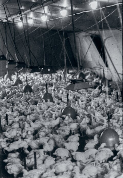 Ställe ohne Tageslicht waren bis in die 90er Jahre normal.