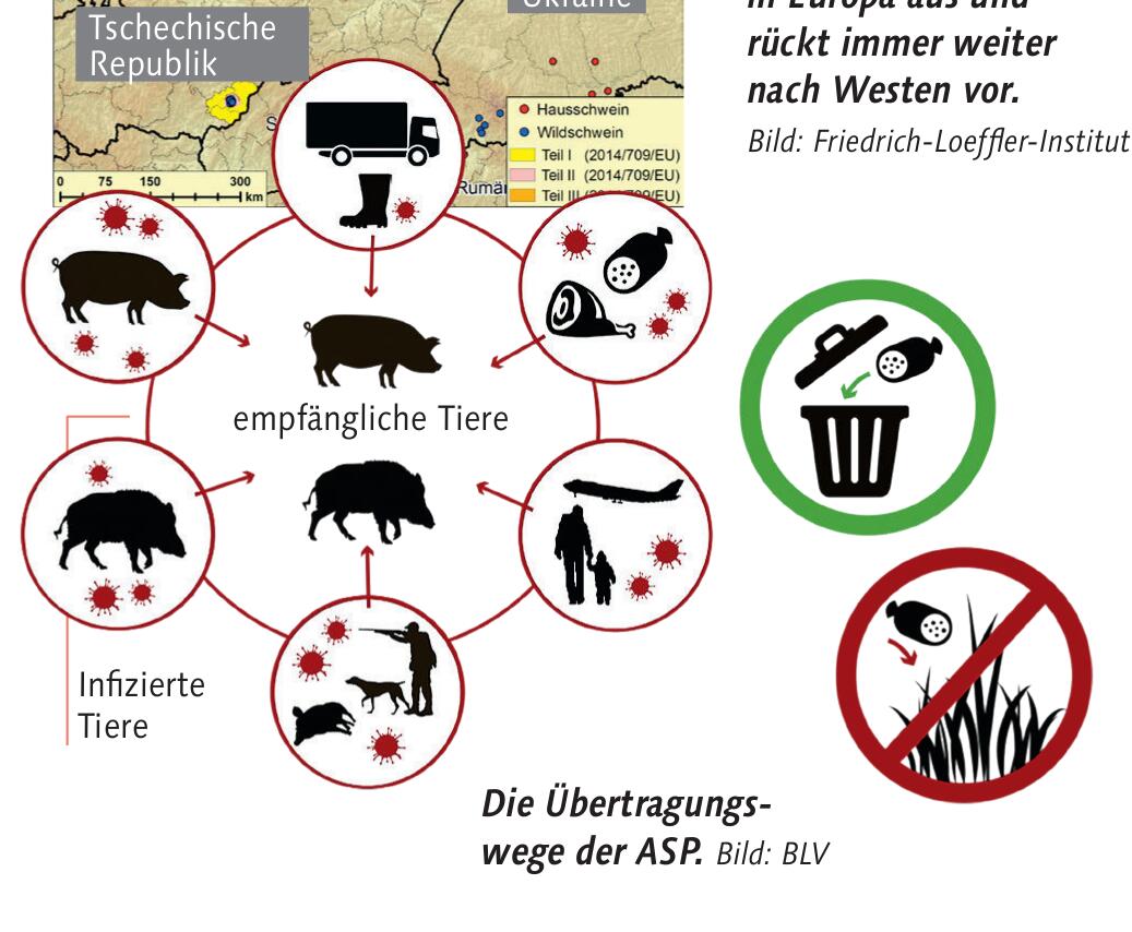 Die Übertragungswege der ASP. 