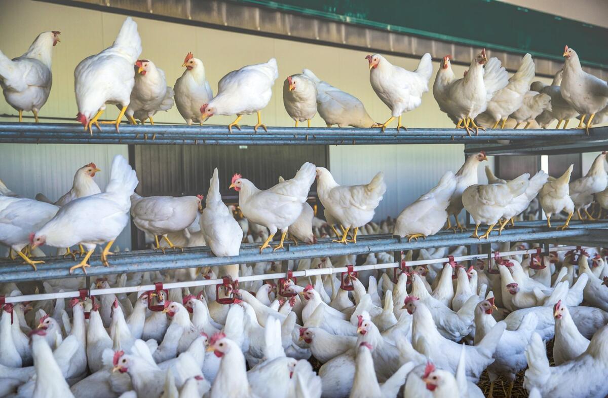 In der Legehennenhaltung sind die Futterkosten eine grosse Position. Ebenfalls wirkt sich ein tiefer Arbeitseinsatz positiv auf die Arbeitsverwertung aus.