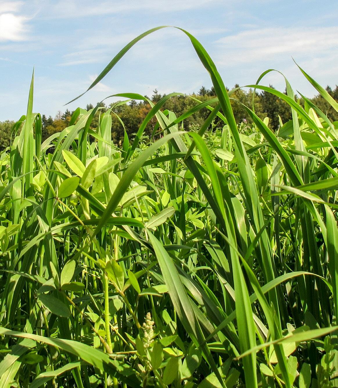 UFA Trias ist eine neue Mischung auf der Basis von Sandhafer.