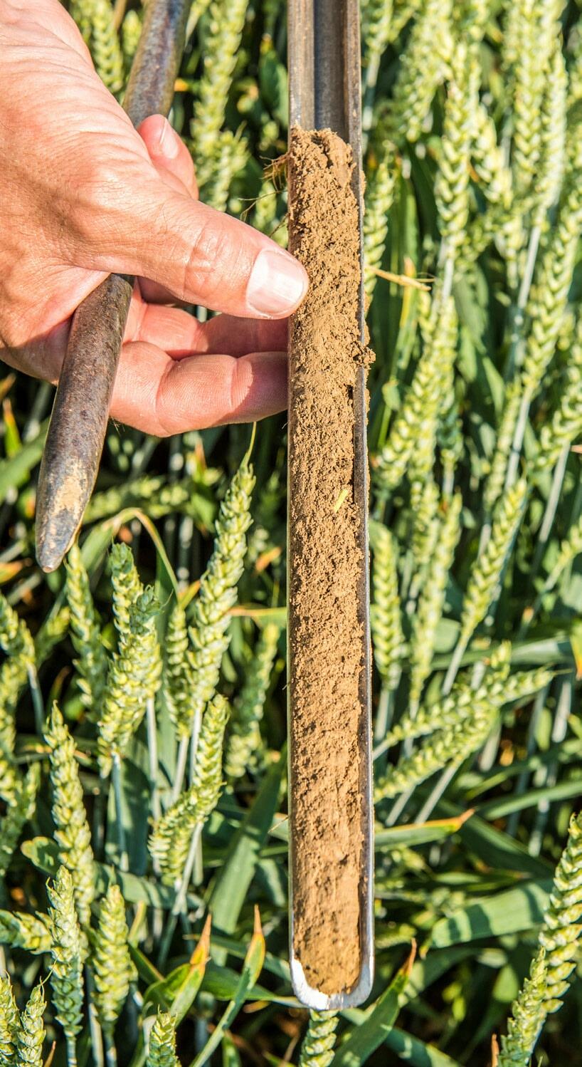 Anhand einer Bodenprobe wird die Kationenaustauschkapazität analysiert und so der Kalkbedarf des Bodens exakt ermittelt.