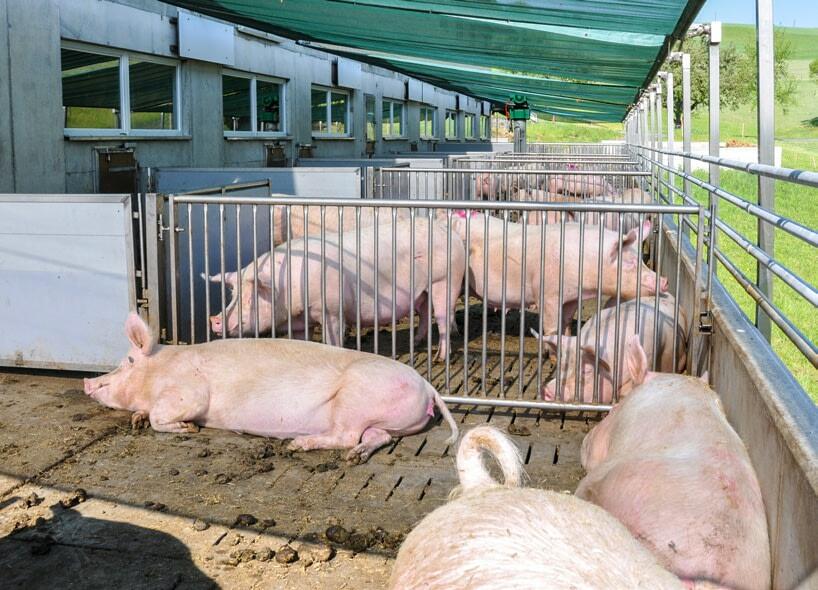 Da Schweine nicht schwitzen können, kühlt ein beschatteter Auslauf. 