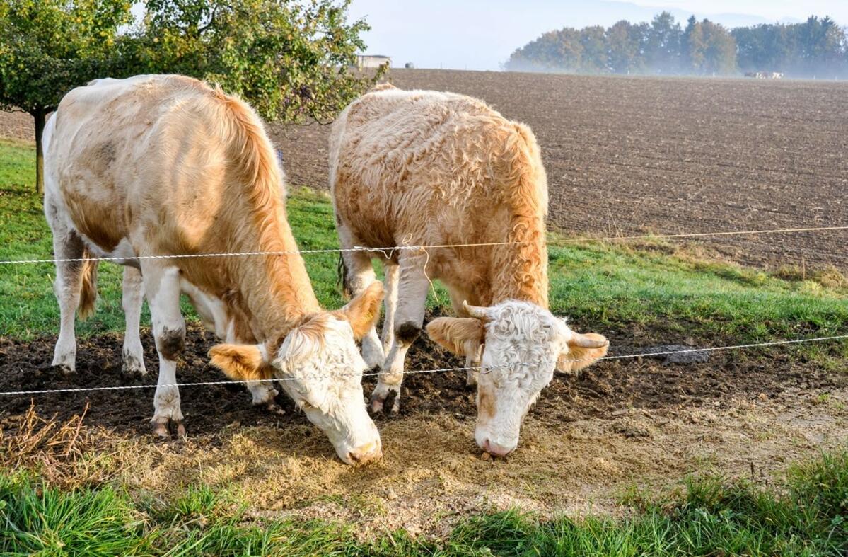 Die Analysen der Agroscope zeigen, dass Betriebe mit Auslaufmast (BTS und/oder RAUS) im Schnitt rund vier Franken mehr pro Stunde erzielen als in Betrie...