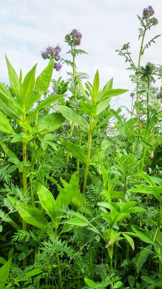 Die Gründüngungsmischung UFA Lepha enthält Alexandrinerklee, Sommerwicken, Phacelia und Guizotia.