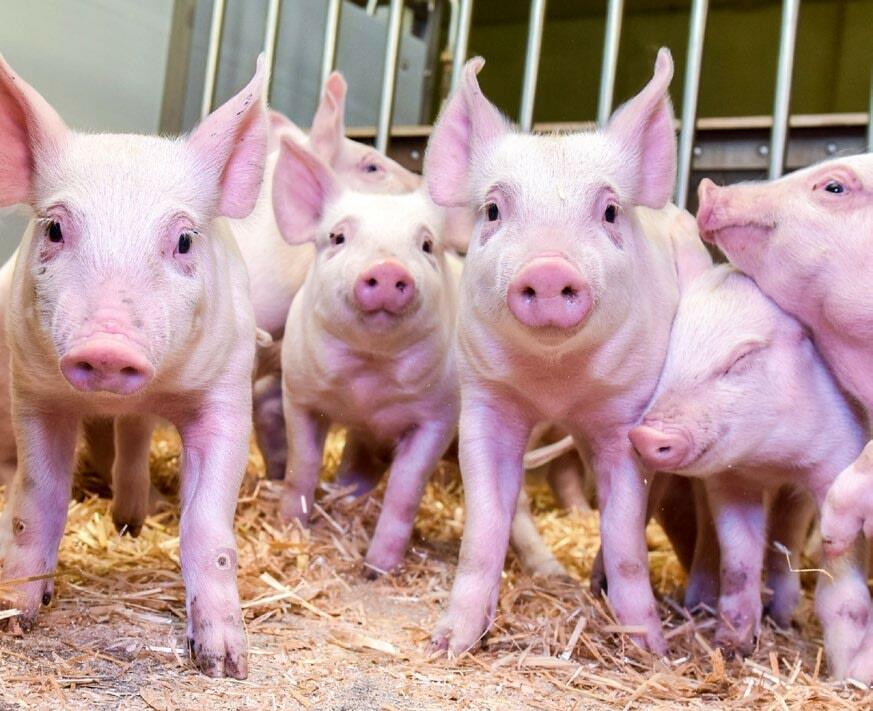 Bereits früh sollten die Ferkel an festes Futter gewöhnt werden.