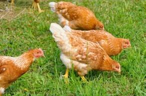 UFA-Biofutter hat Geschichte