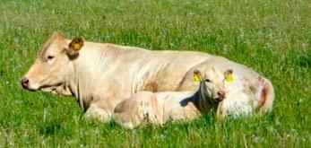 Qualitätsfleisch aus dem Baltikum