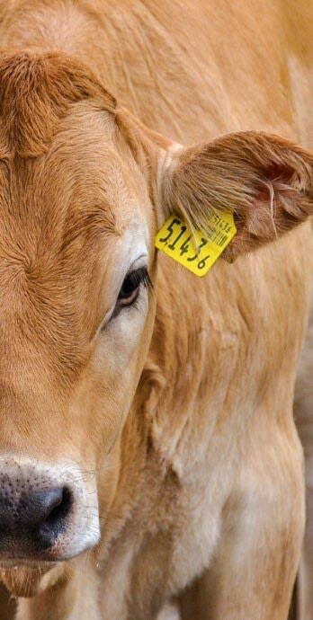 Gesunde Kälber – bessere Erträge.