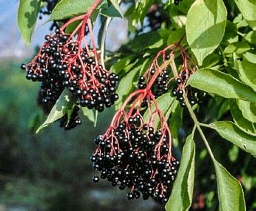 Die schwarzen Holunderbeeren sitzen an Trugdolden und reifen gestaffelt gegen Ende August.