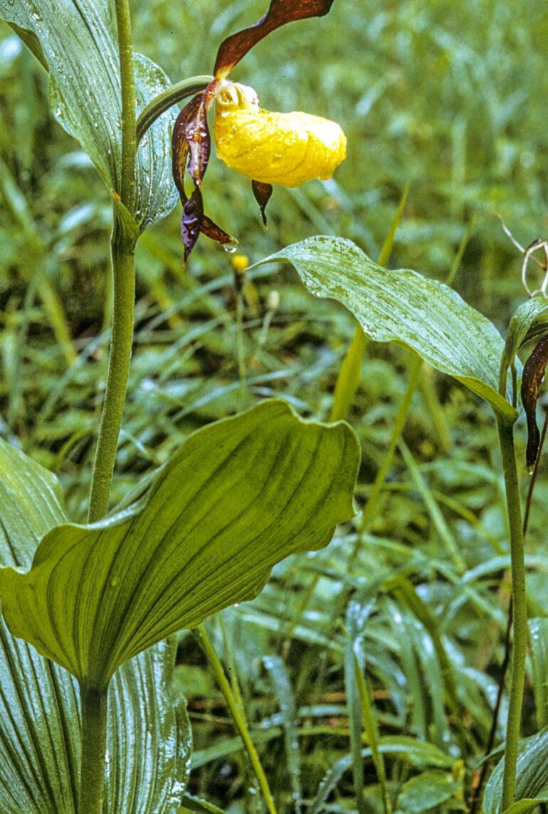 Mit einem Hilfsprojekt soll der gefährdete Frauenschuh gerettet werden.