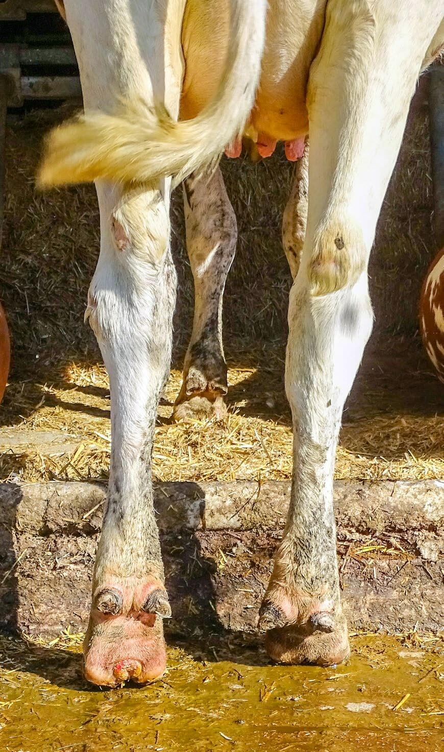 Présence typique de Mortellaro sur l’onglon arrière gauche d’une vache laitière.