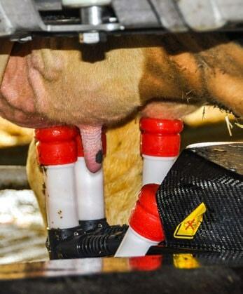 Der Melkroboter hängt die Melkbecher nach Beendung des Melkvorgangs an einem Euter-Viertel automatisch ab.
