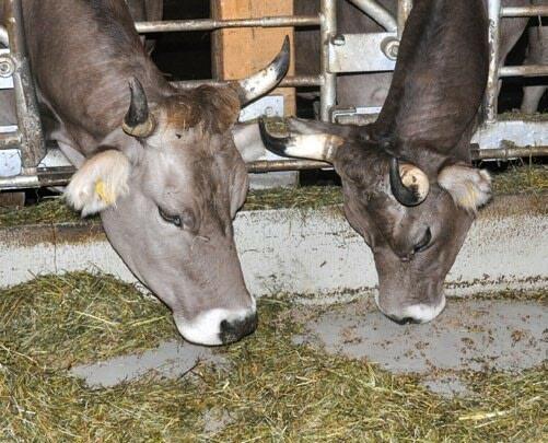 Eine ausgeglichene Ration verwertet das Grundfutter ideal.