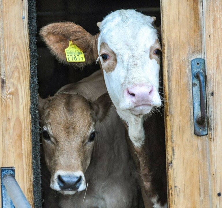 Antibiotika kommt bei Künzis nur äusserst selten zum Einsatz: In den letzten zwei Jahren mussten sie nur zwei Kälber behandeln.