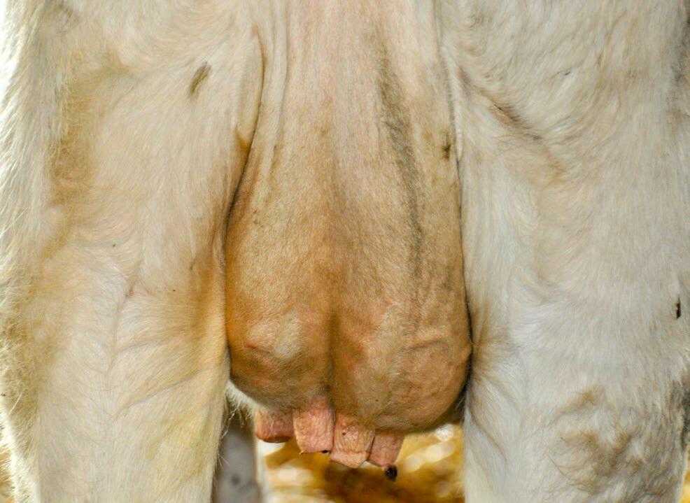 Sind sechs bis acht Wochen Galtzeit noch zeitgemäss?