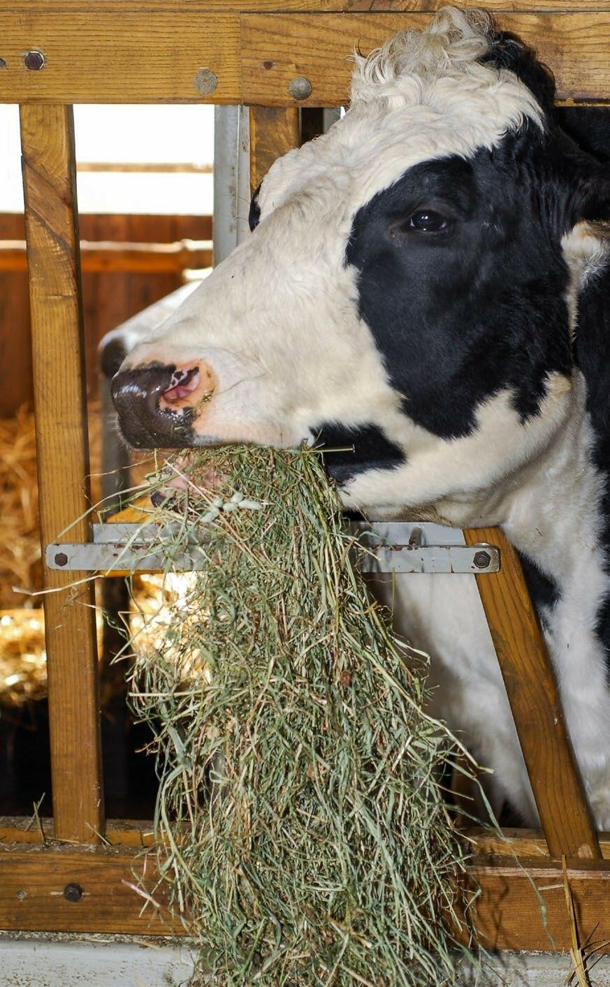 Pendant le tarissement, la consommation doit évoluer à un niveau élevé. 