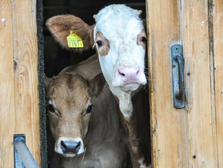 Les Künzi recourent très rarement aux antibiotiques. Au cours des deux dernières années, seuls deux veaux ont dû être traités.
