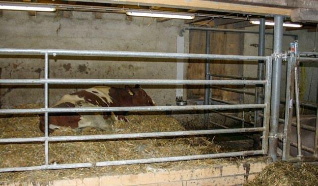 Une zone de vêlage présente de nombreux avantages, dans les étables entravées également.