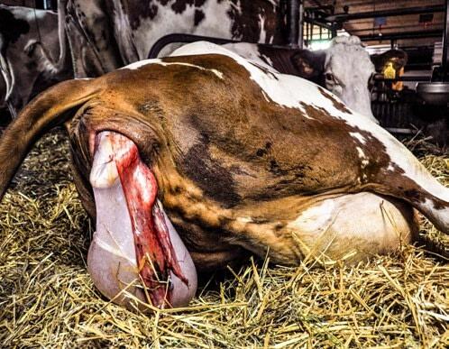Durant la période qui entoure le vêlage, il faudrait accorder une attention accrue aux vaches concernées. 