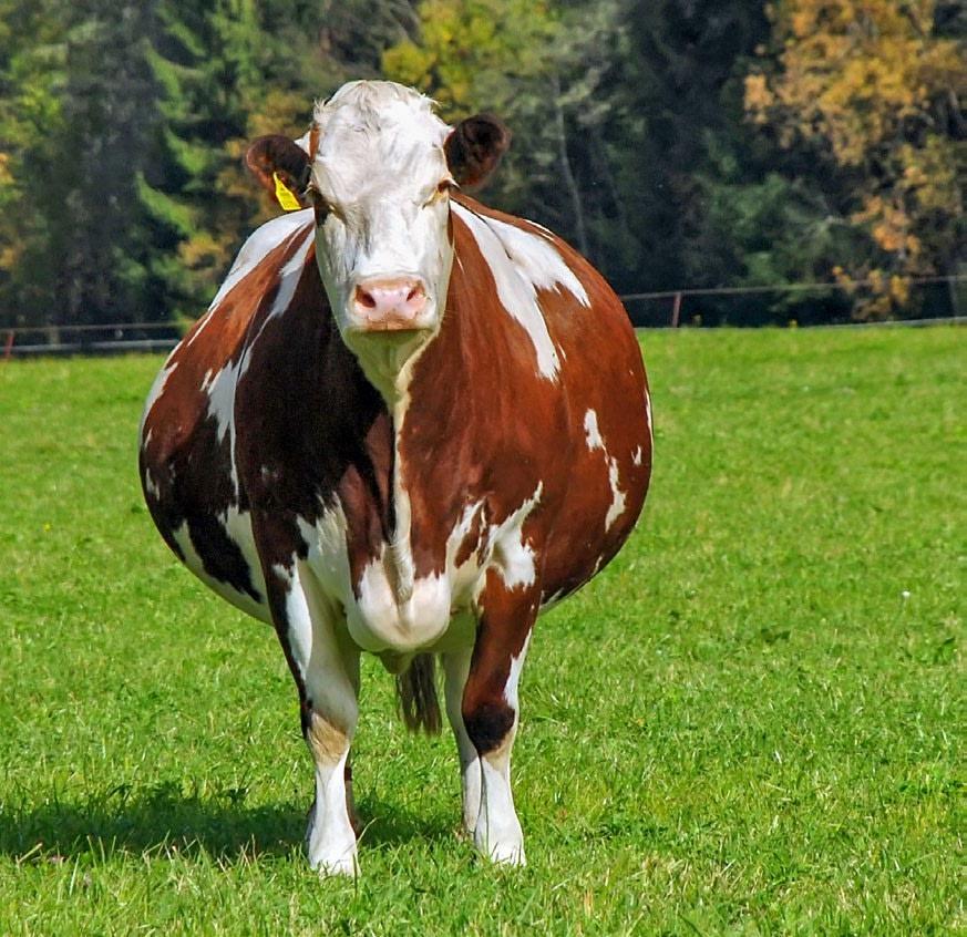 Ketose: Eine optimale Energieversorgung ist wichtig