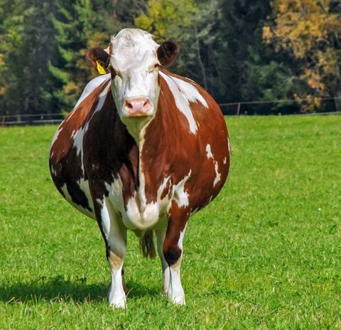 Bei einer Ketose, auch Acetonämie genannt, handelt es sich um eine Stoffwechselkrankheit.