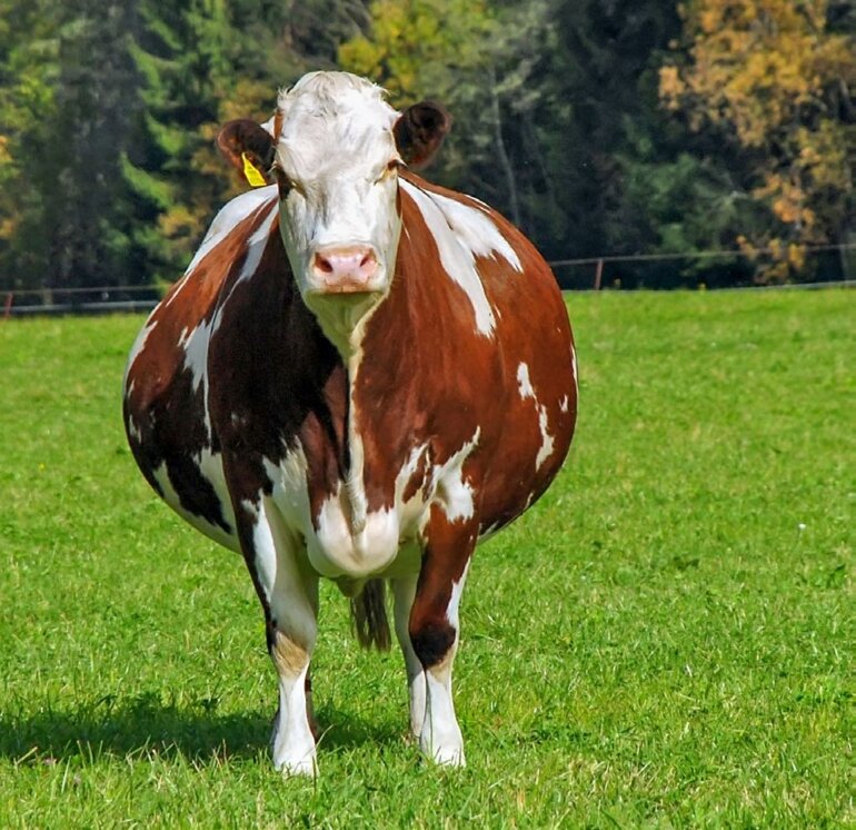 Bei einer Ketose, auch Acetonämie genannt, handelt es sich um eine Stoffwechselkrankheit. 