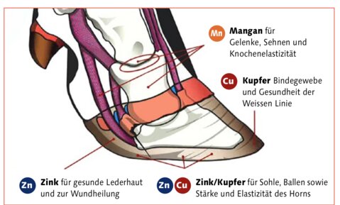 Fütterung und Immunsystem sind wichtige Elemente die zu berücksichtigen sind.