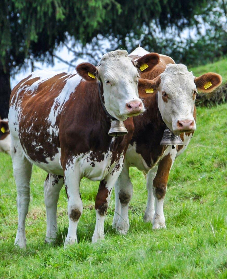 Zwei Rinder auf der Alp