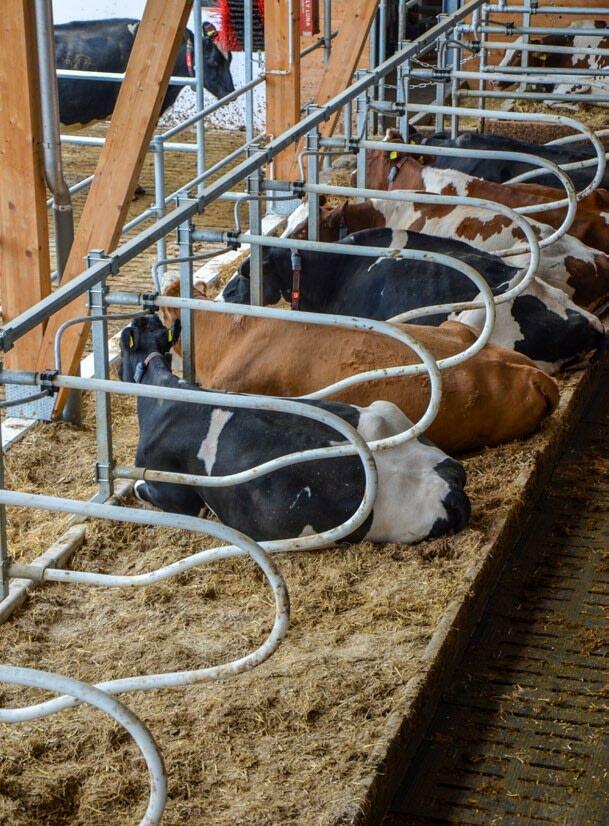 Hier liegen Kühe gerne: Eine Kalkstrohmatratze ist hygienisch und bequem. 