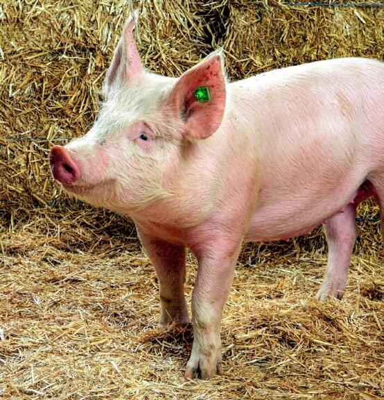 Während den ersten Tagen benötigt das Ferkel genügend Mineralstoffe. 