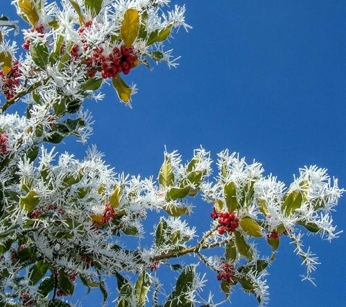 Stechpalme geschmückt mit Eiskristallen
