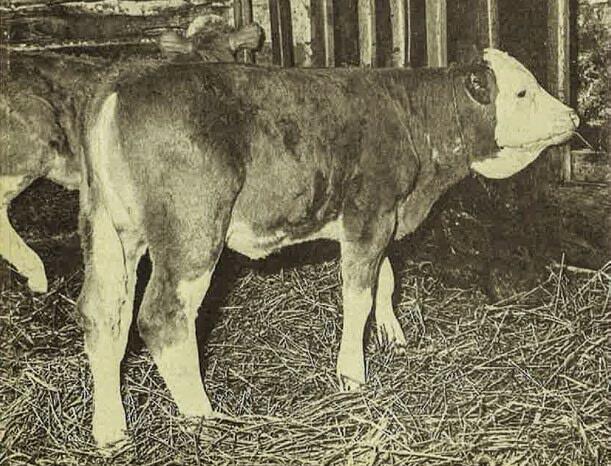 Frohwüchsige Aufzuchtkälber im Ratgeber von 1971.