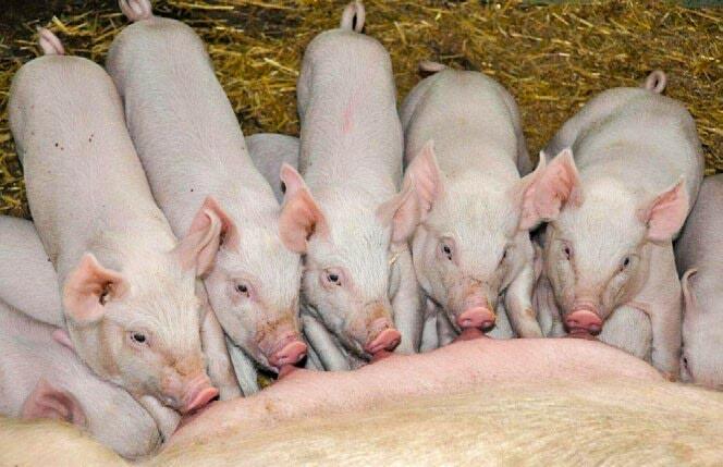Säugende Ferkel