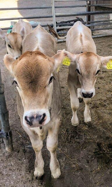 Die Aufzuchtkälber bleiben bis zum Alter von rund sieben Monaten auf dem Betrieb Müller.