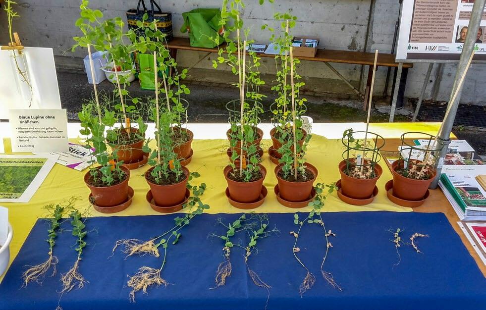 Test de fatigue du sol : A gauche on aperçoit une variété de pois occupant un sol stérilisé à la chaleur, au milieu la même variété de pois dans un sol...