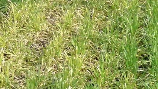 Manganmangel tritt meist fleckenweise im Feld auf.