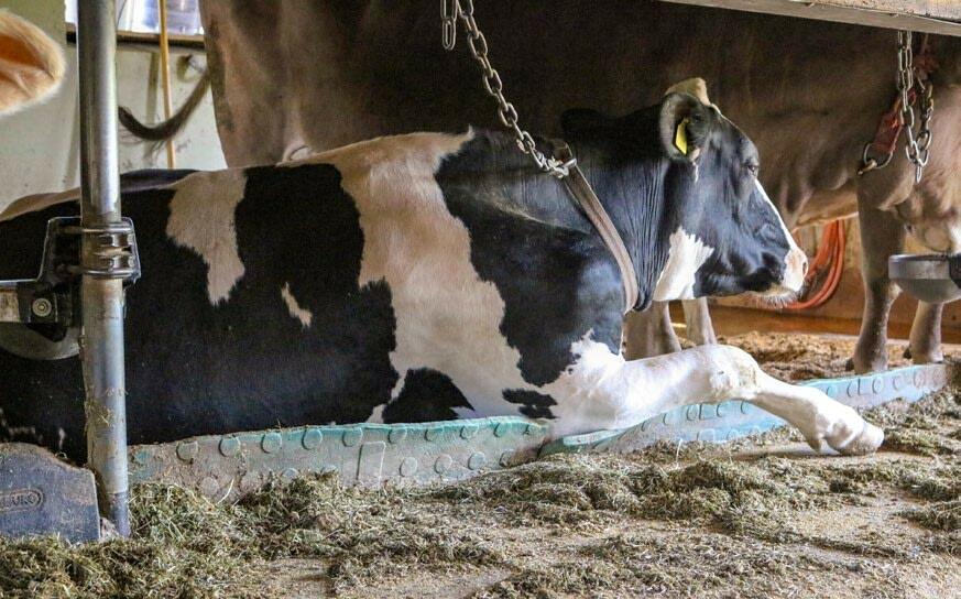 Eine bequeme Liegeposition bringt dem Tier viel Lebensqualität.