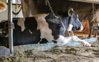 Eine bequeme Liegeposition bringt dem Tier viel Lebensqualität.