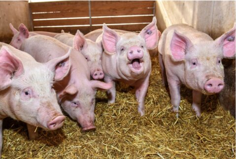 Mastschweine in der Endmast benötigen weniger Vitamine und Spurenelemente als lange Zeit angenommen wurde.