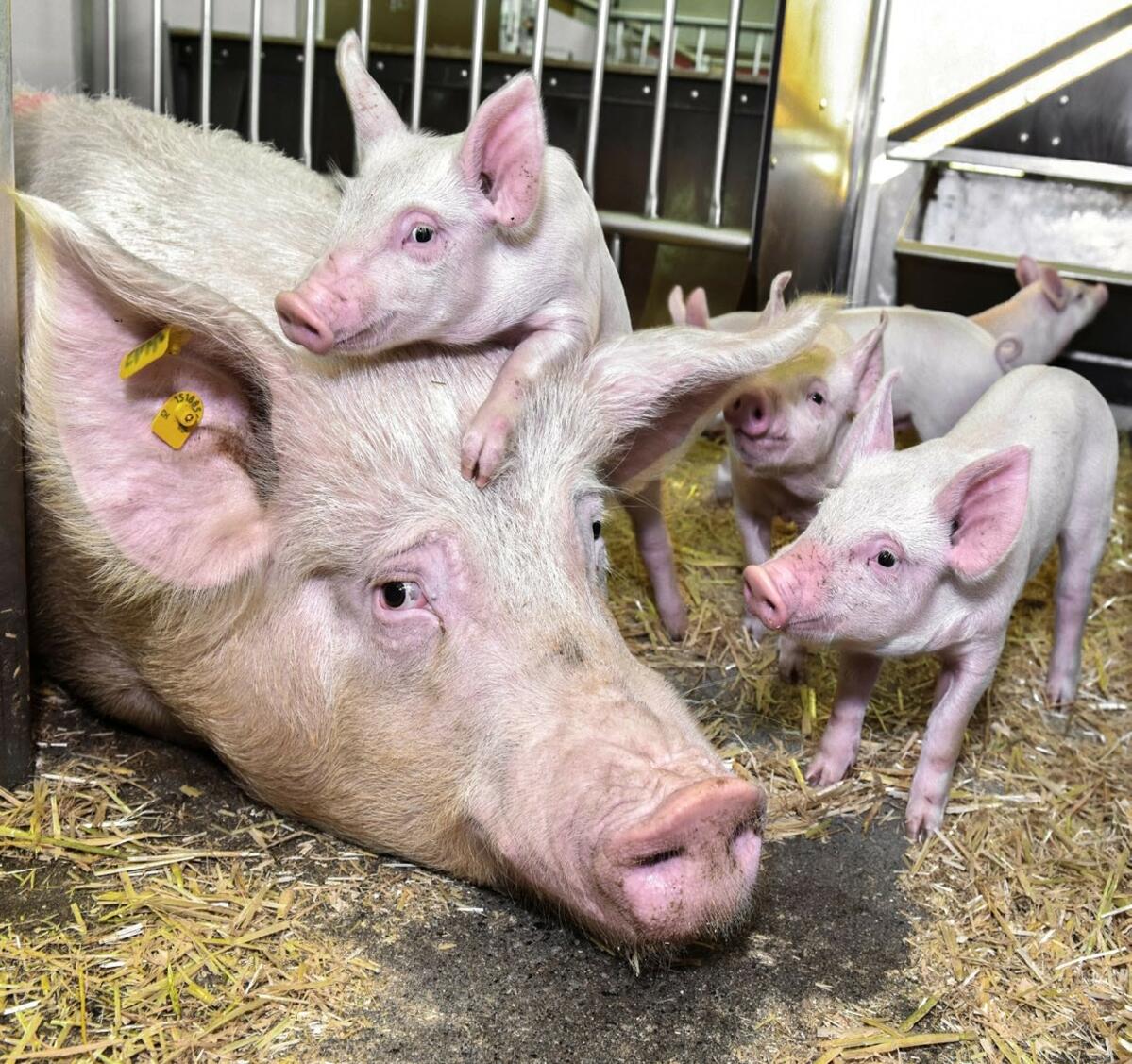 L’ingestion accrue se traduit par un nombre plus élevé de porcelets, la truie produisant davantage de lait.